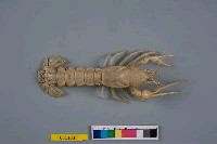 藏品(奇背蝦屬)的圖片